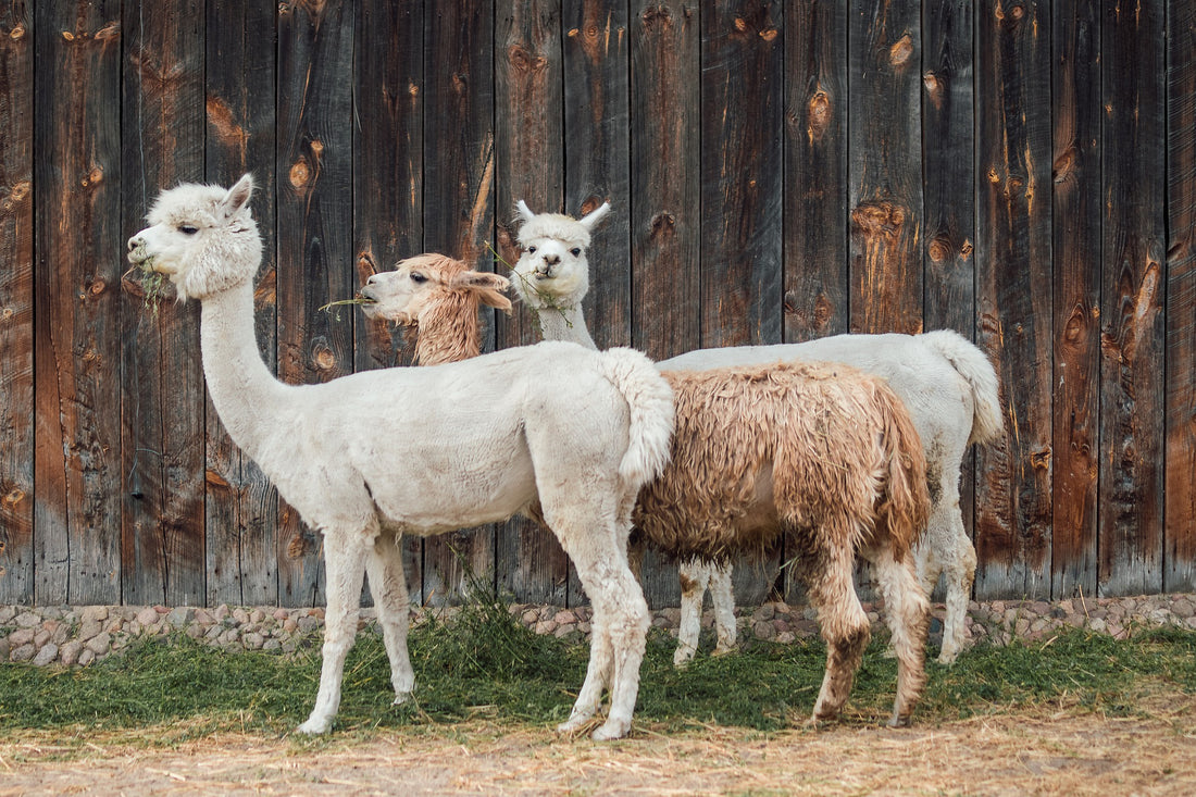3 alpacas in front of wood wall