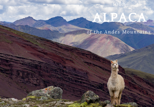 What’s the Difference Between Llamas and Alpacas?